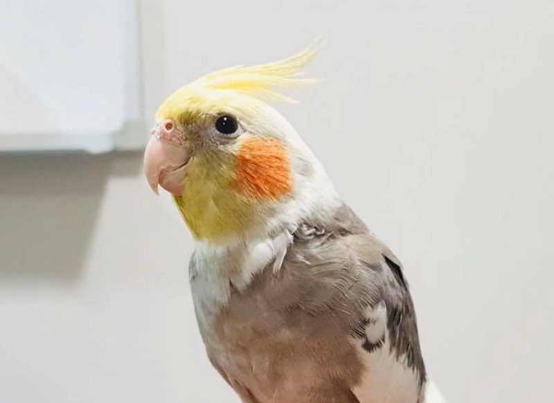 Busselton Vet Hospital with pet named Cheeko the bird